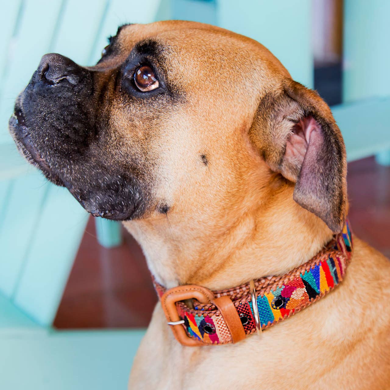 Dog Collar: Small/Medium (15-20")